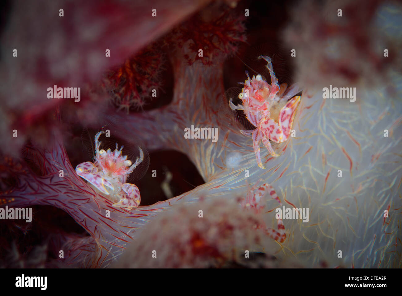 A pair of soft coral porcelain crabs with eggs feeding on plankton. Lembeh Strait Indonesia Stock Photo