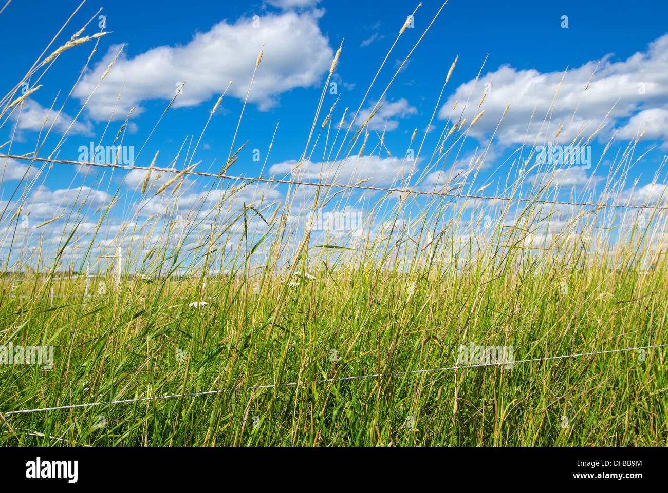 Green field on a farm, under the blue sky with clouds Stock Photo - Alamy