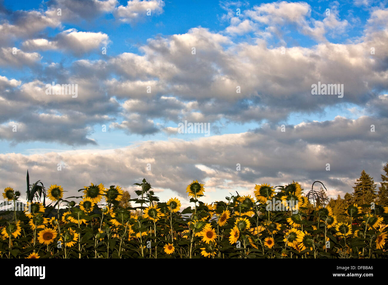 Field of sunflowers under white clouds and blue skies Stock Photo - Alamy