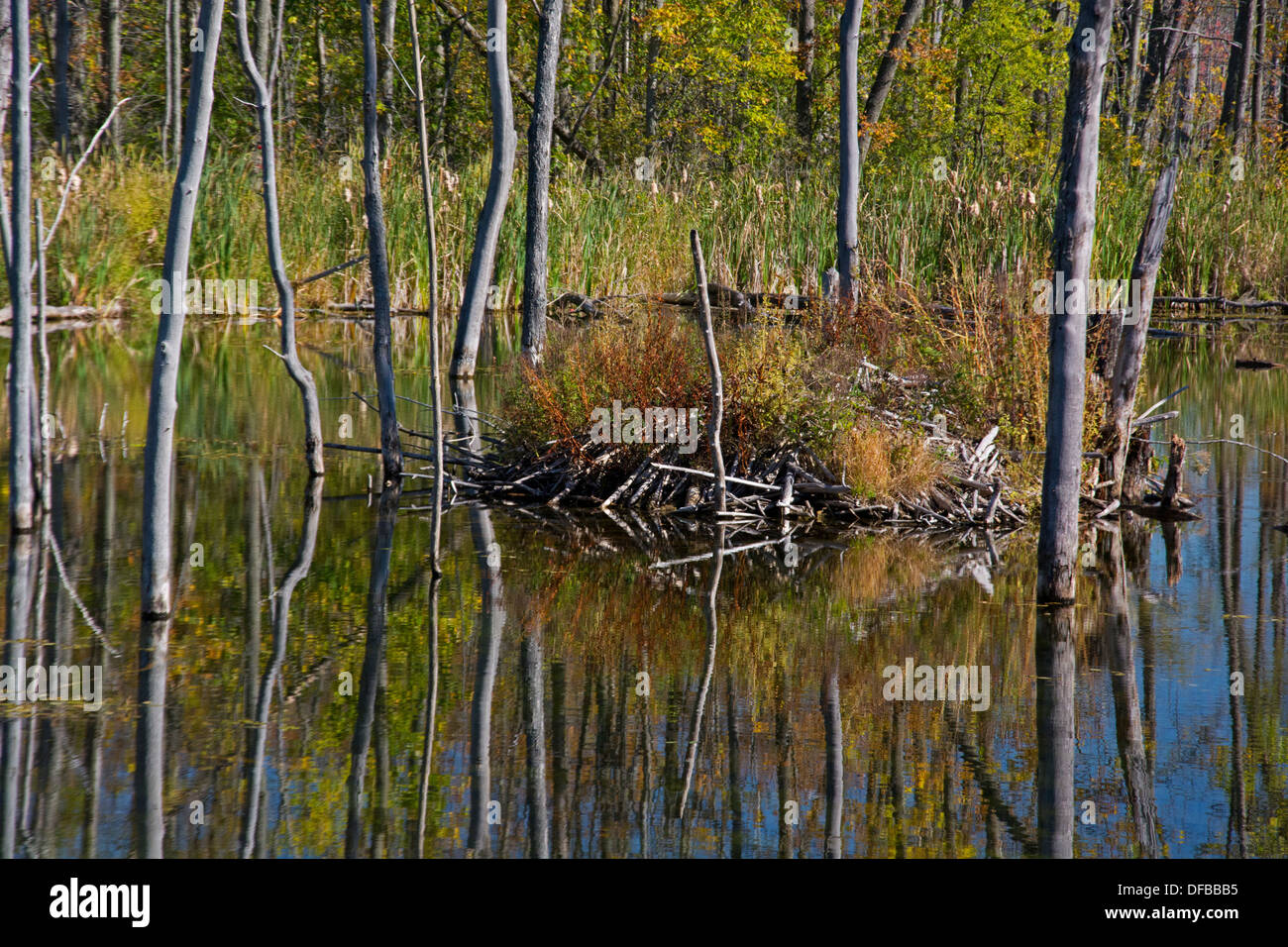 A view of an old Beaver lodge in the marsh on Ile Bizard. Stock Photo