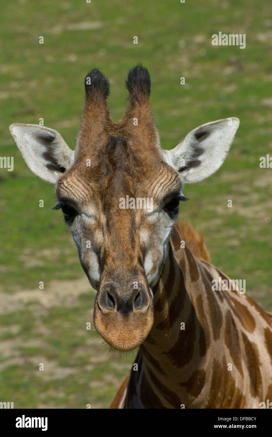 Giraffe giraffa safari in hi-res stock photography and images - Alamy
