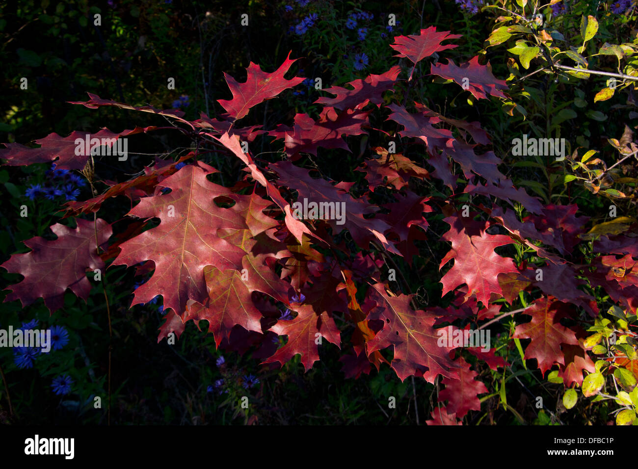 Autumn coloured leaf hi-res stock photography and images - Alamy