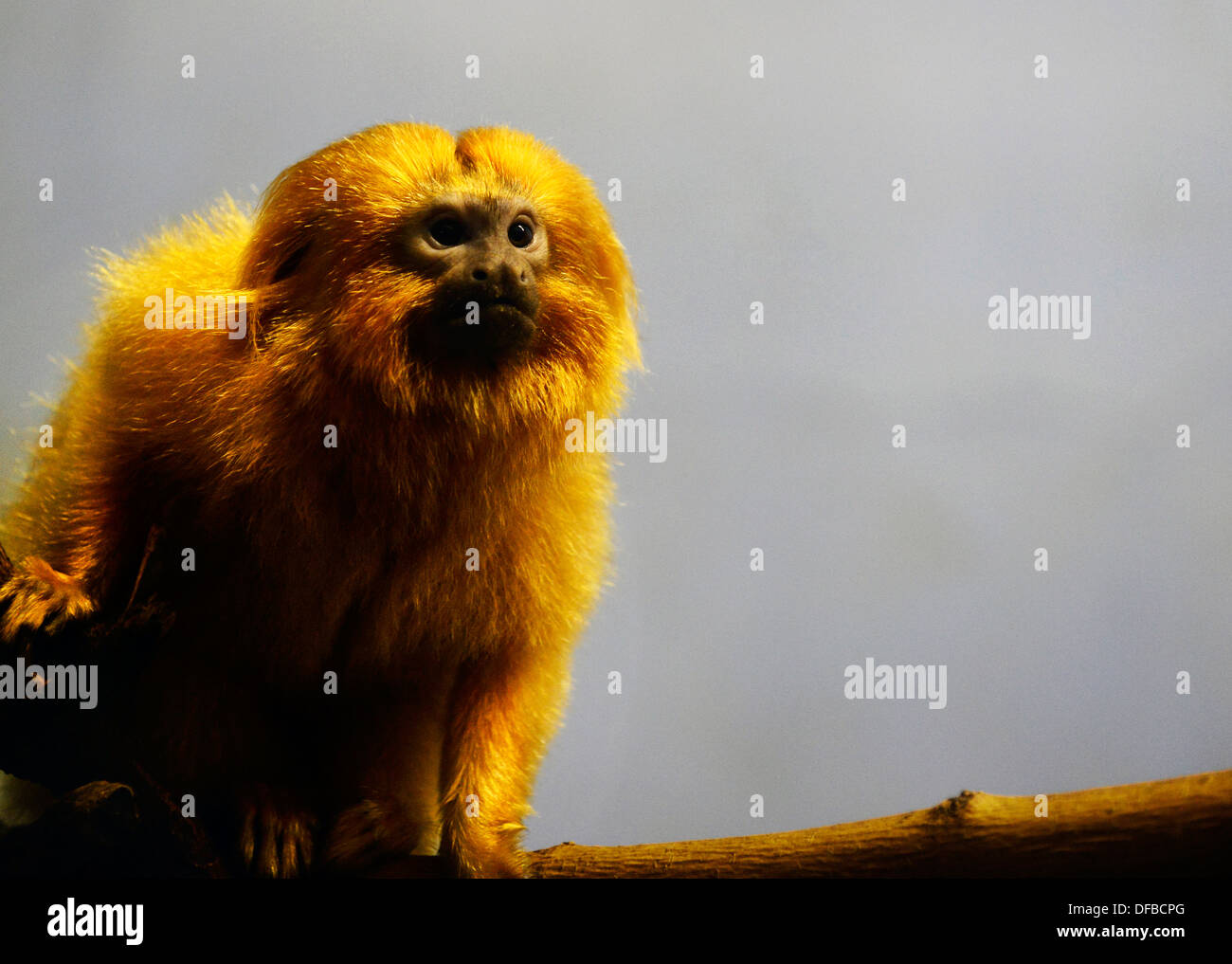 A close view of the golden lion Tamarin. Stock Photo