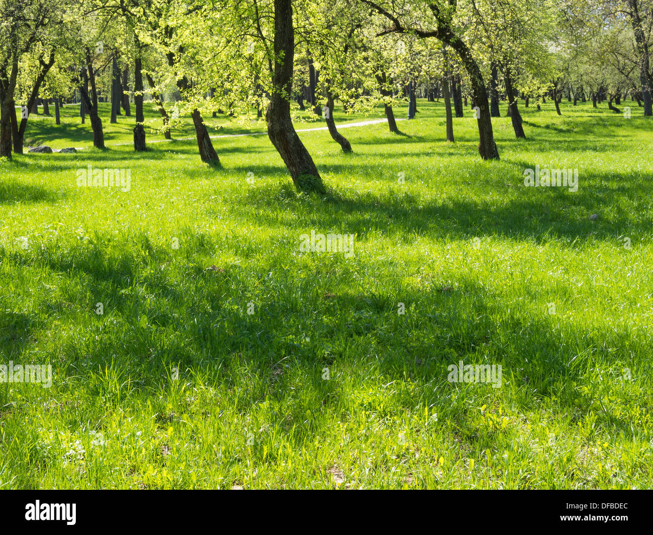 fresh summer meadow with green grass and trees Stock Photo