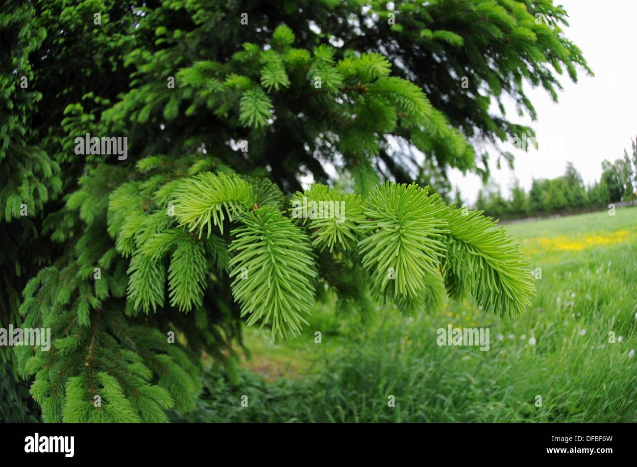 Light green needle tips of a pine tree in spring Stock Photo Alamy