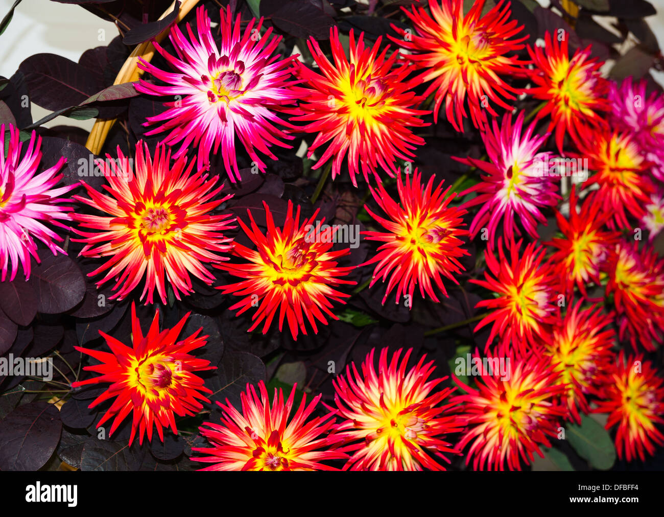 Bright cactus dahlias in a display Stock Photo