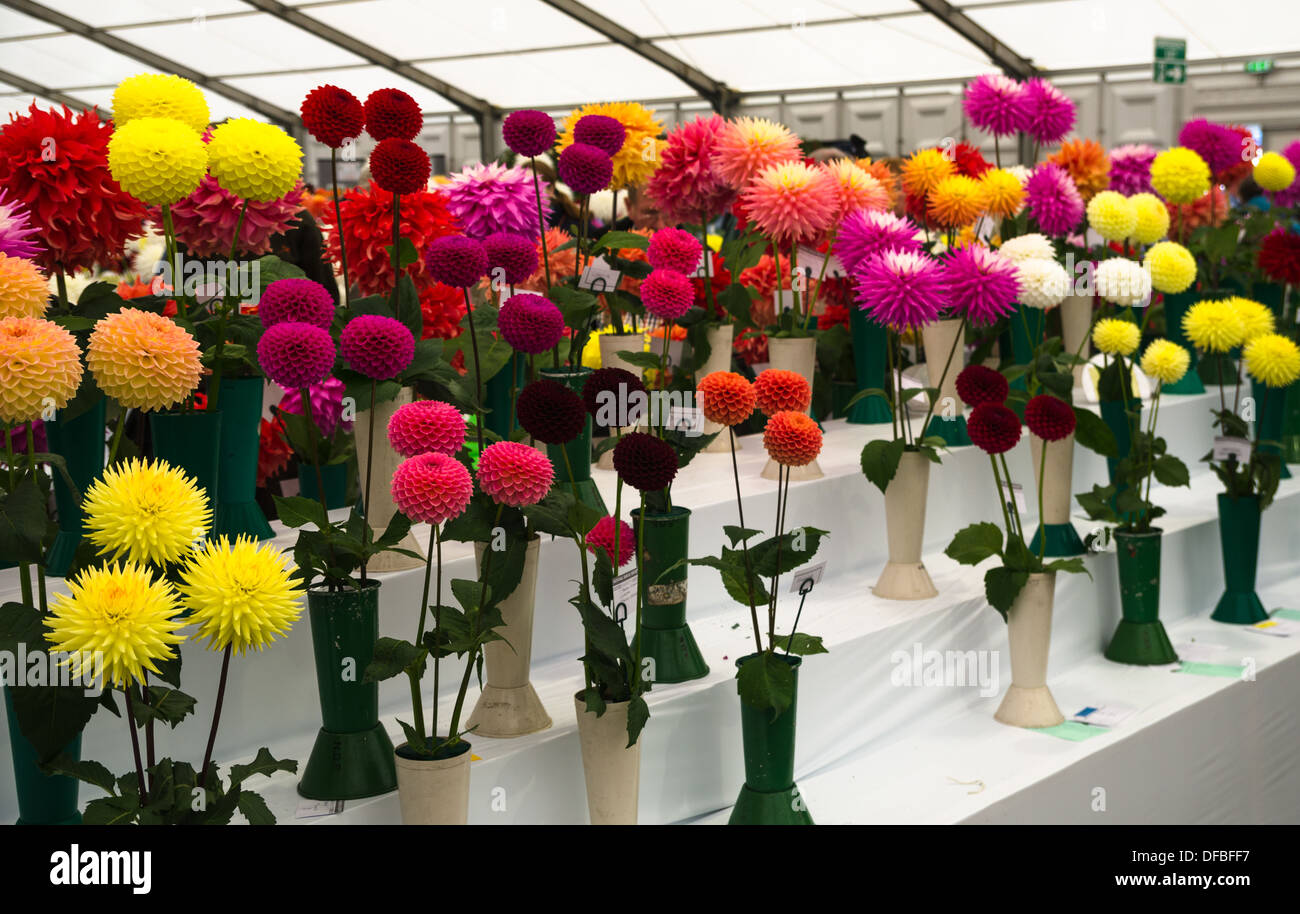 Dahlias in vases on a show bench Stock Photo - Alamy