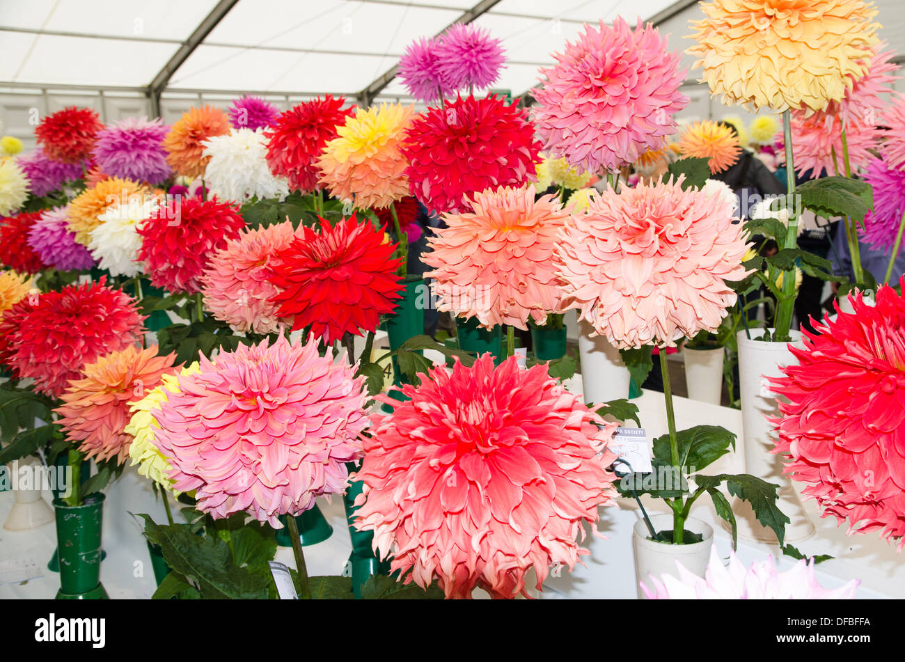Dahlias in vases on a show bench Stock Photo - Alamy