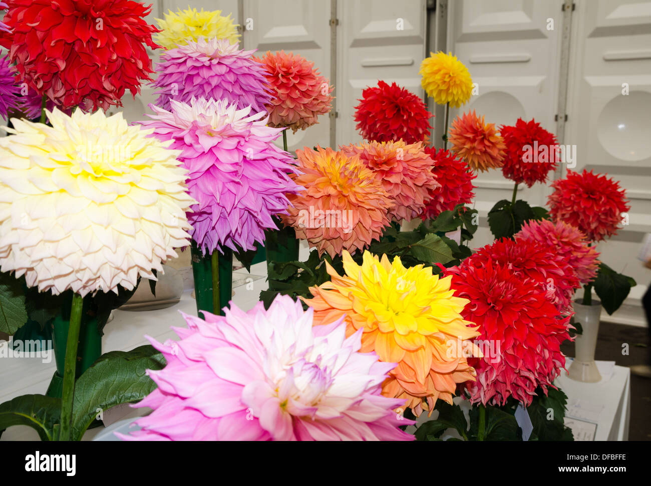 Dahlias in vases on a show bench Stock Photo Alamy