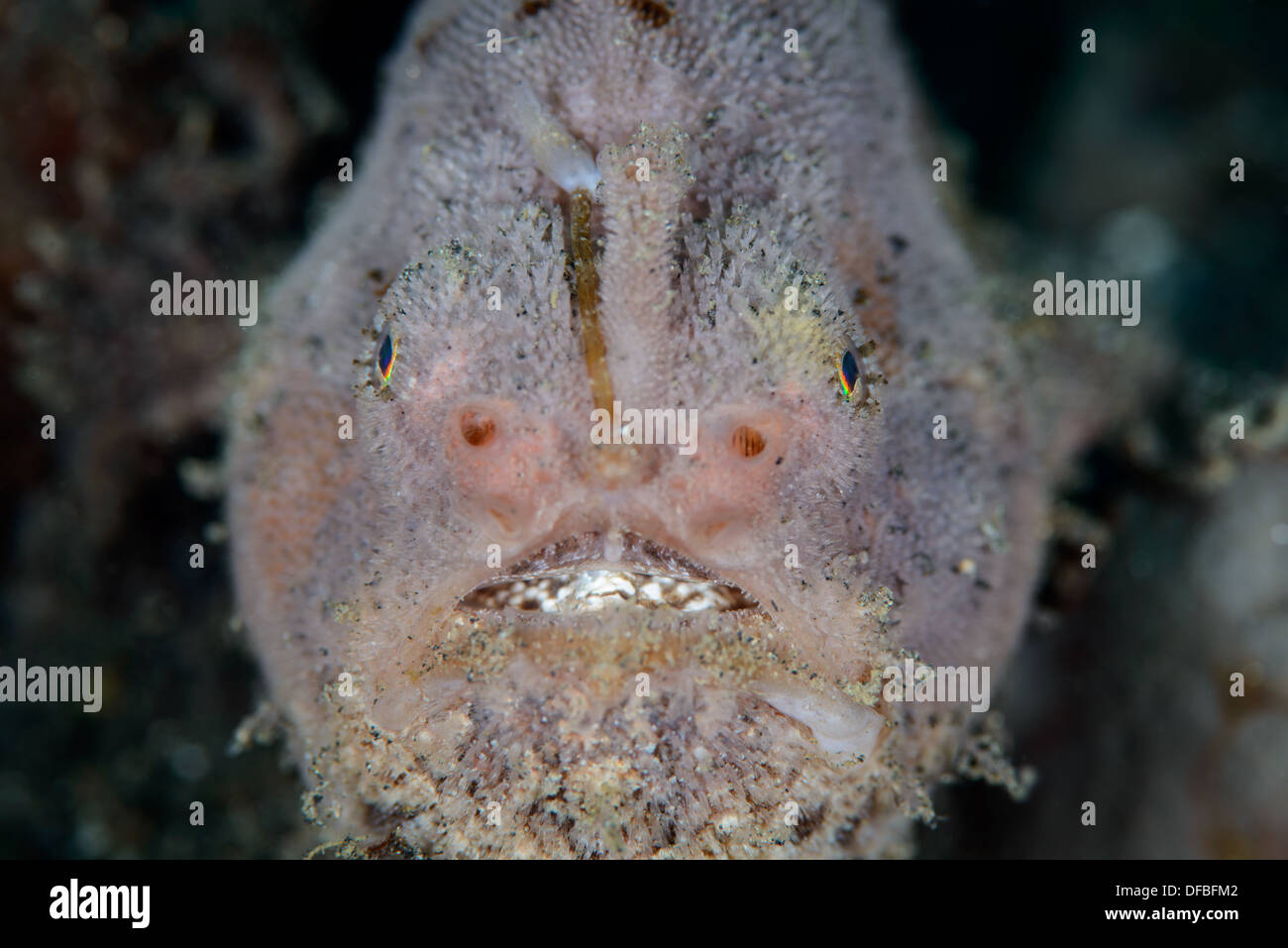 A pink frogfish (antennarius) on the black sand bottom of the Lembeh Strait Stock Photo