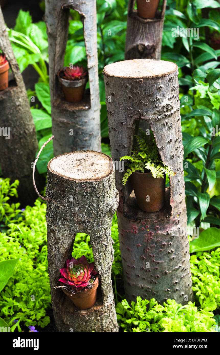 House leeks in pots in hollow tree trunk Stock Photo