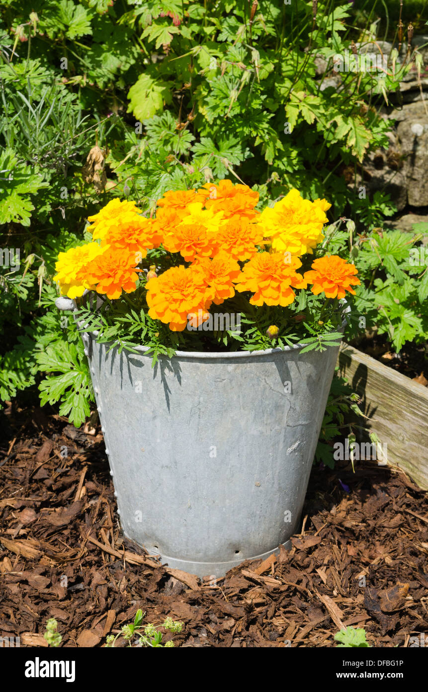 Marigold plants in flower in a galvanized bucket Stock Photo Alamy