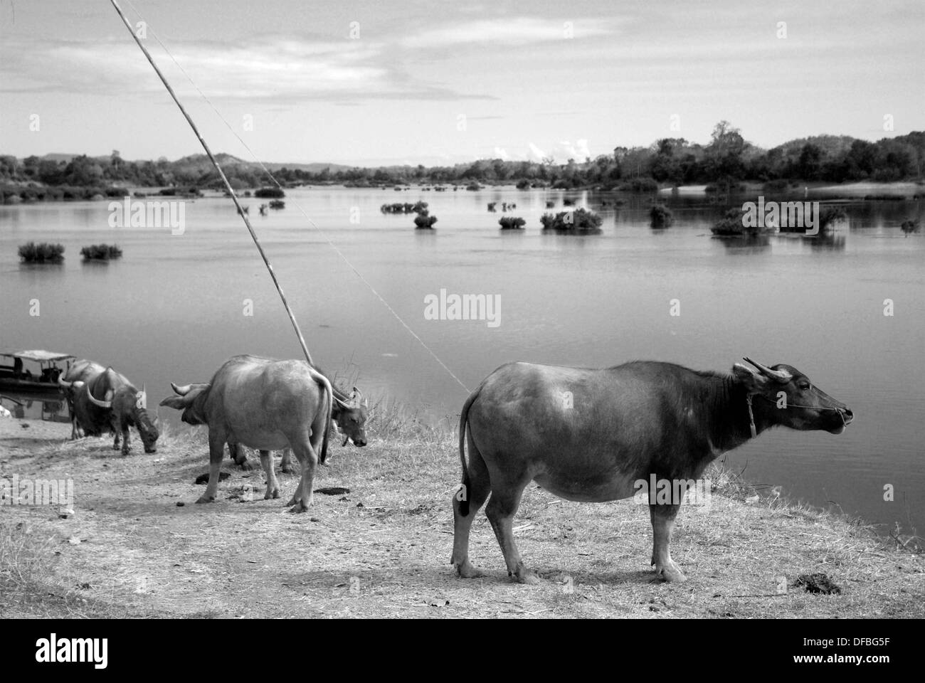 Water buffalo on the Mekong Stock Photo Alamy