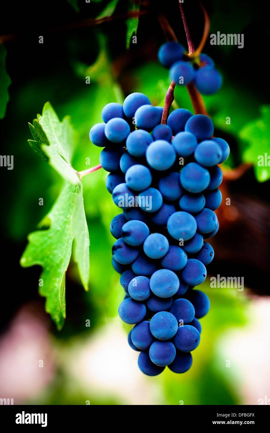 Grapes from the Priorat region Designation of origin or wine