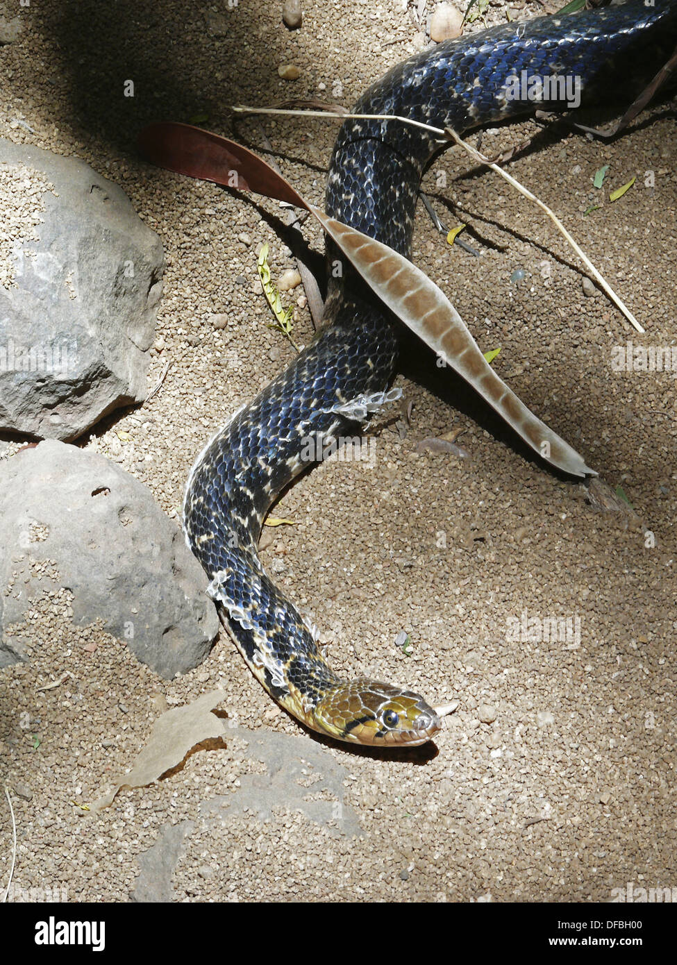 Xenochrophis piscator Checkered Keelback Water Snake Non venomous