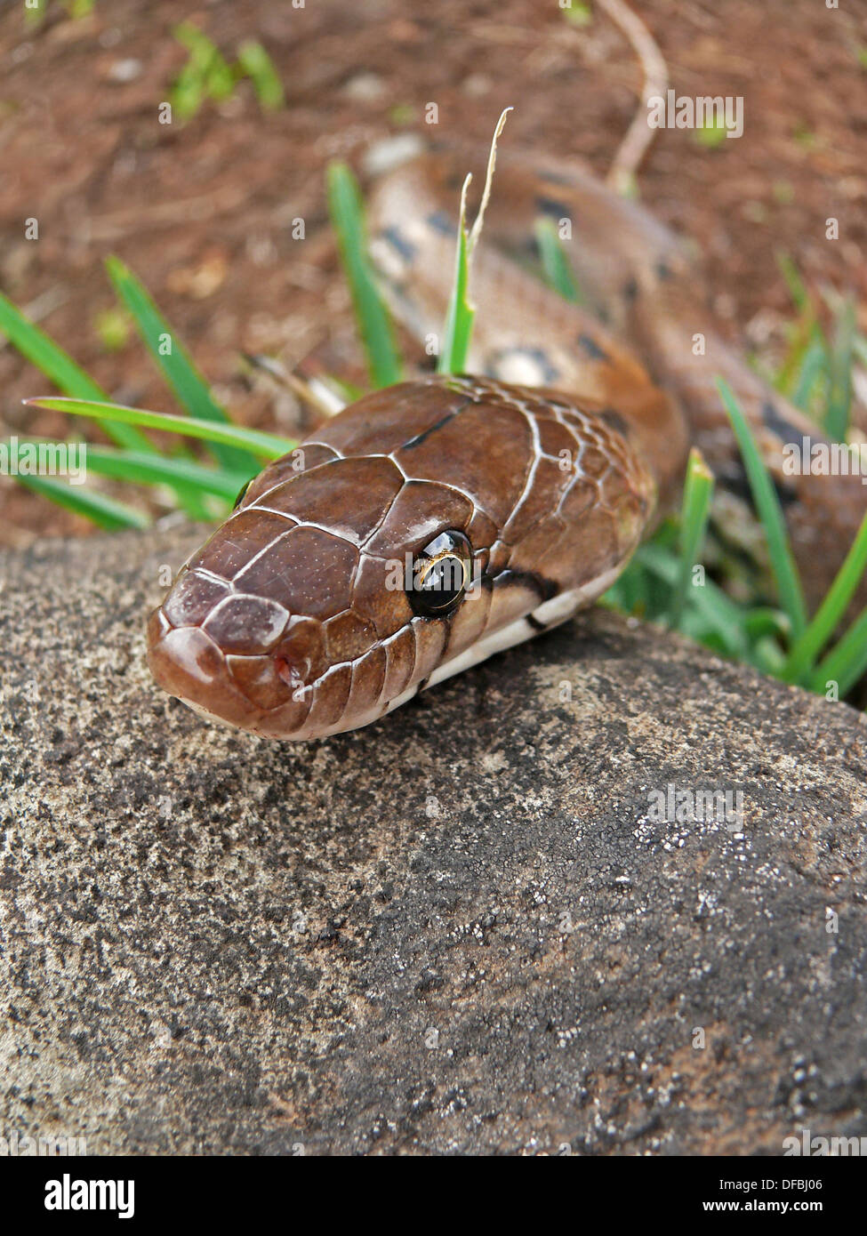 Coelognathus helena helena hires stock photography and images Alamy