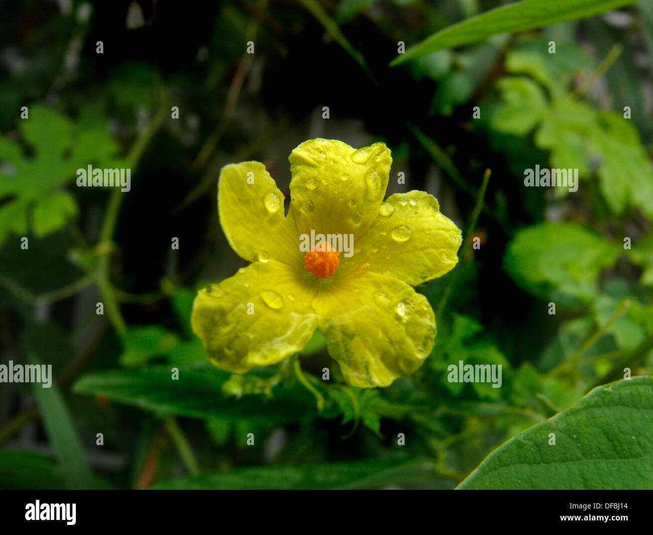 Flower of a Bitter Gourd, Vegetable creeping plant Stock Photo Alamy