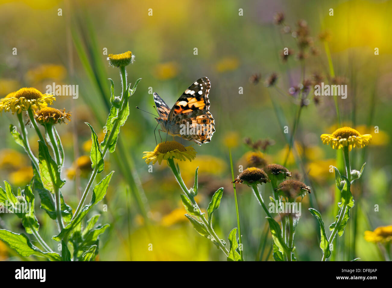 Painted Lady Butterfly Cynthia cardui feeding on Fleabane Stock Photo