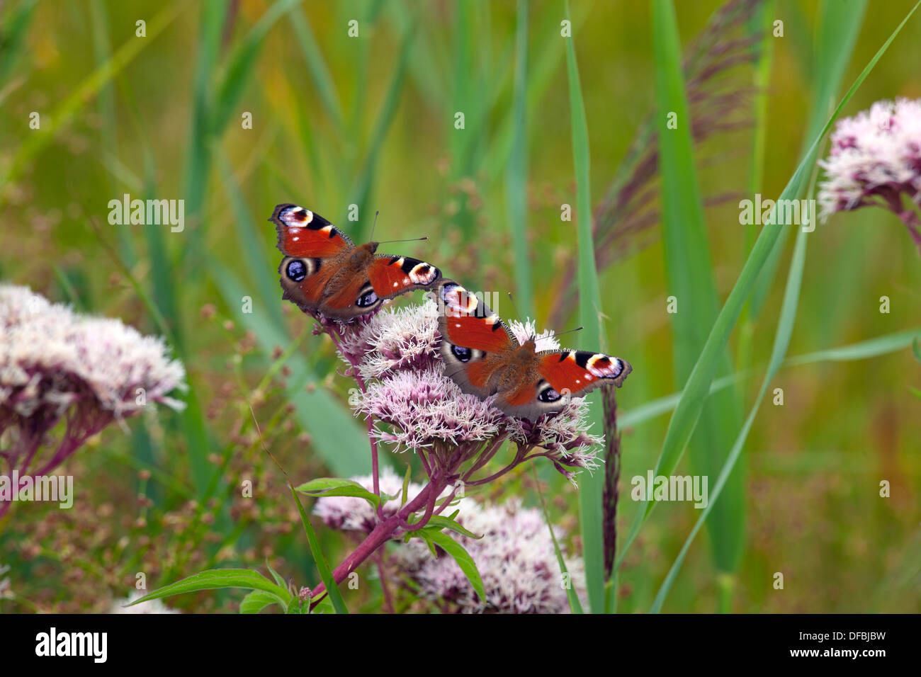 A pair of Peacock Butterfly Inachis io on Hemp agrimony Stock Photo