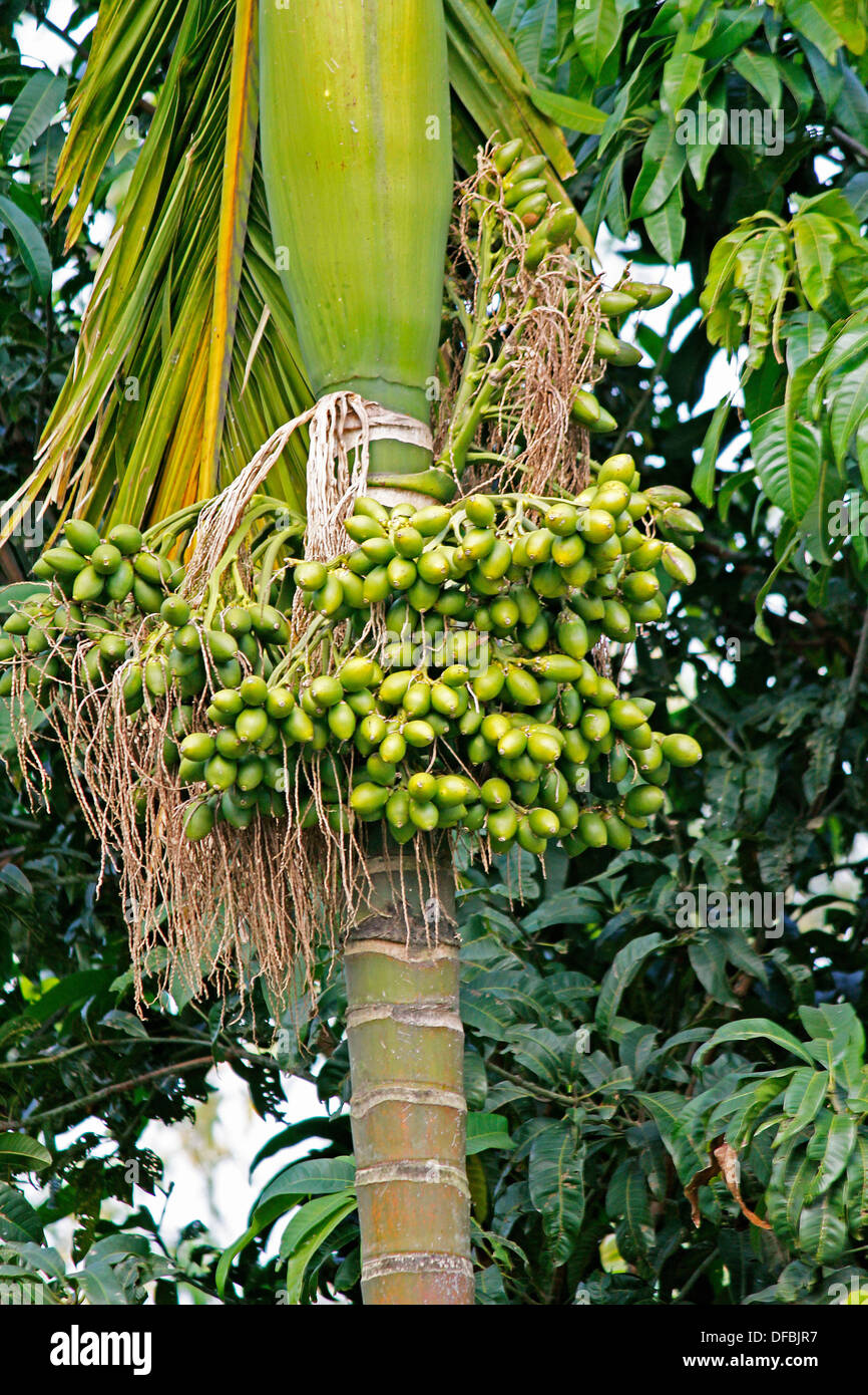 Areca catechu, Betel palm or Betel nut tree, Miao, Arunachal Pradesh, India  Stock Photo - Alamy