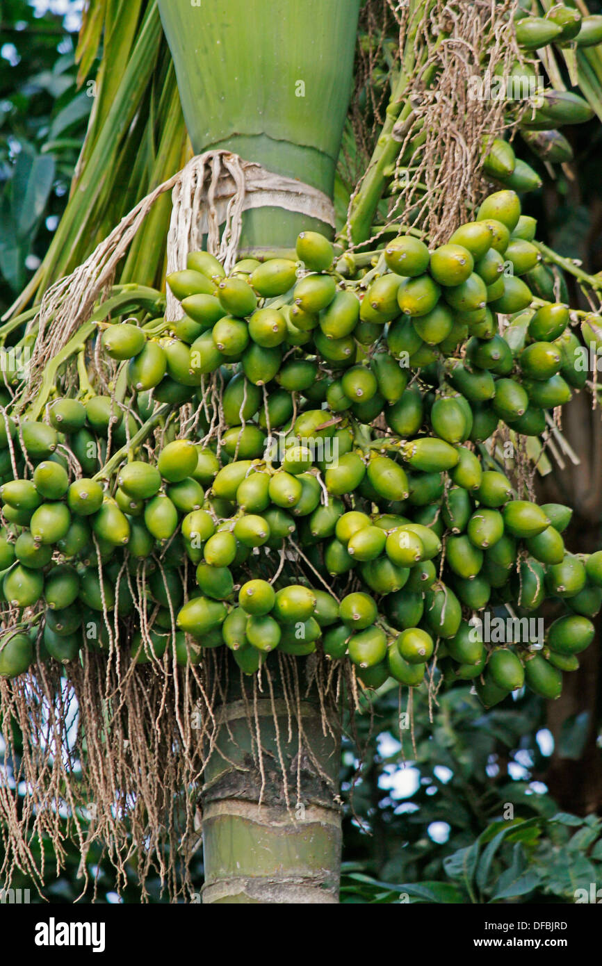 betel-nut-palm