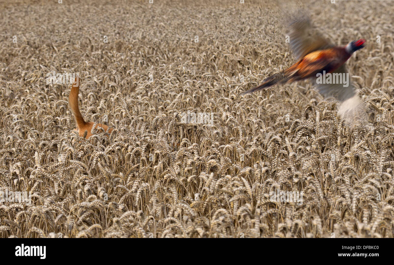 Yellow Labrador hunting pheasants in Wheat crop at Harvest time Norfolk August Stock Photo