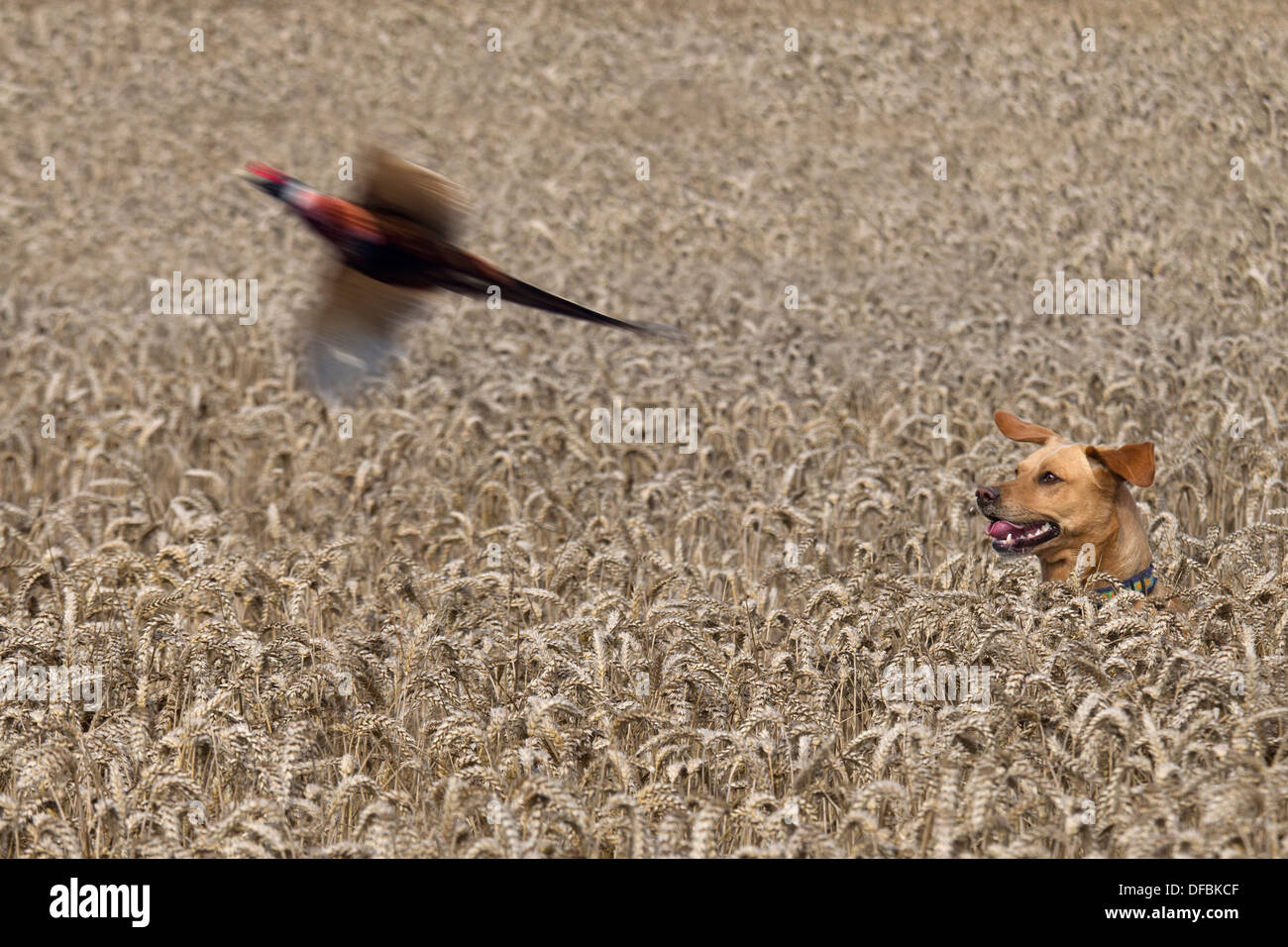 Yellow Labrador hunting pheasants in Wheat crop at Harvest time Norfolk