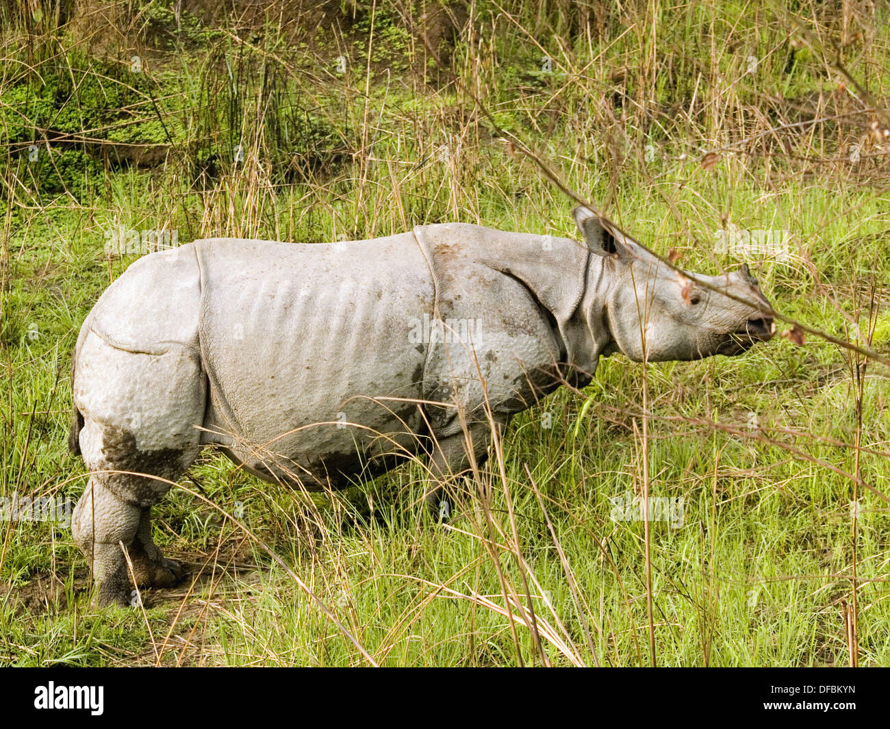 one horned Indian rhino in the Kaziranga National Park of Assam Stock Photo