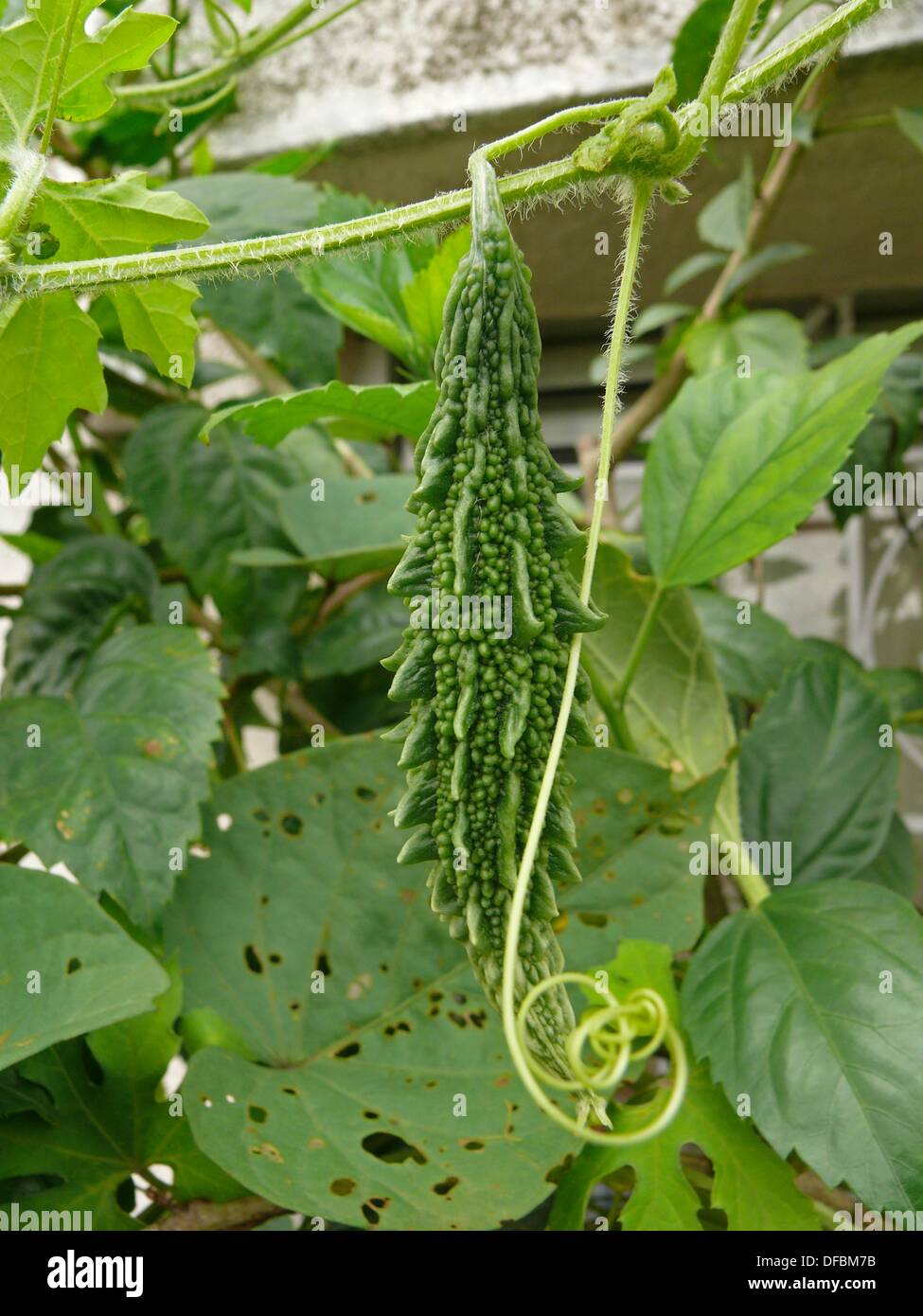 Bitter Melon Momordica Charantia On Plant Stock Photo Alamy
