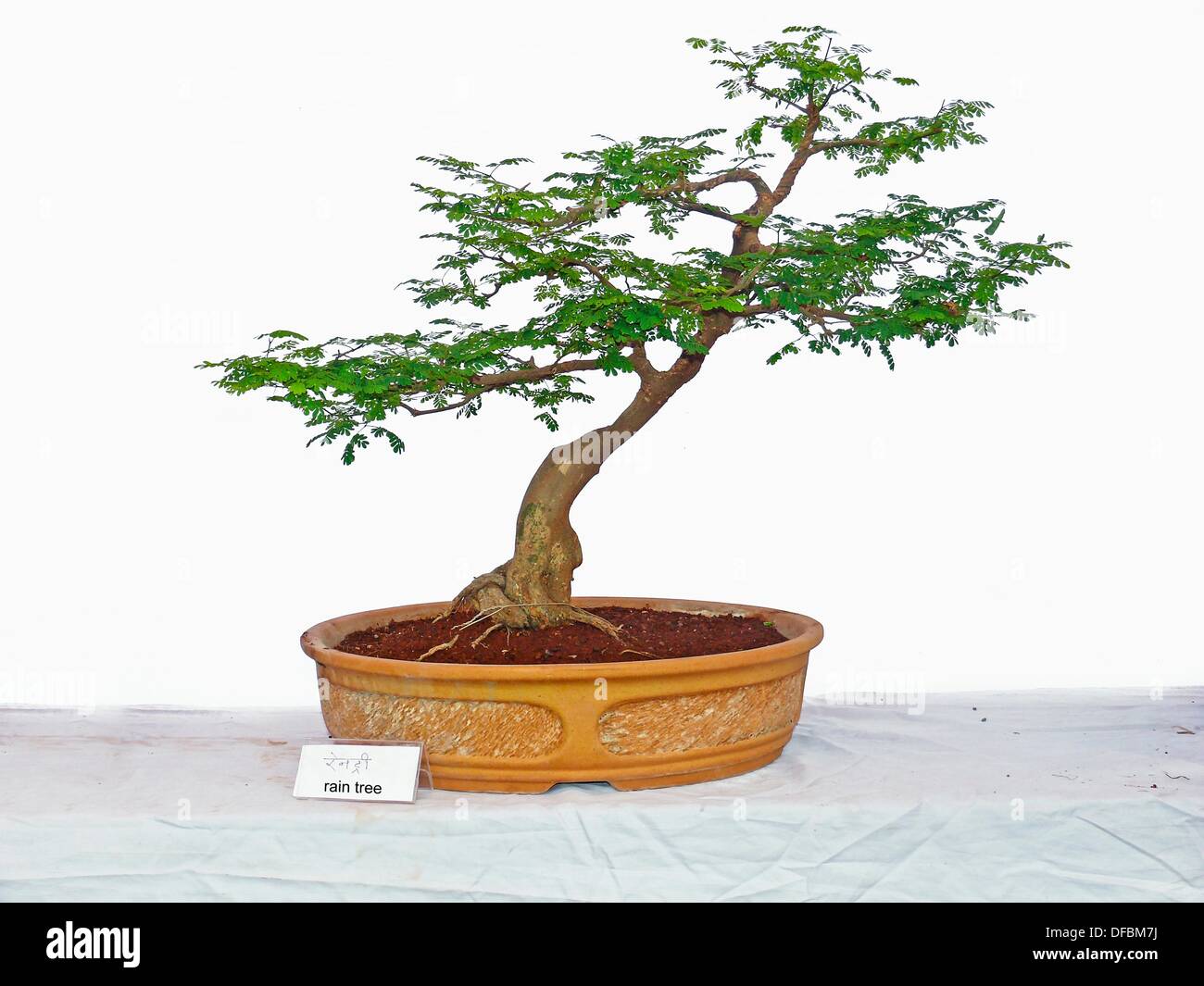 Rain Tree Bonsai Stock Photo Alamy