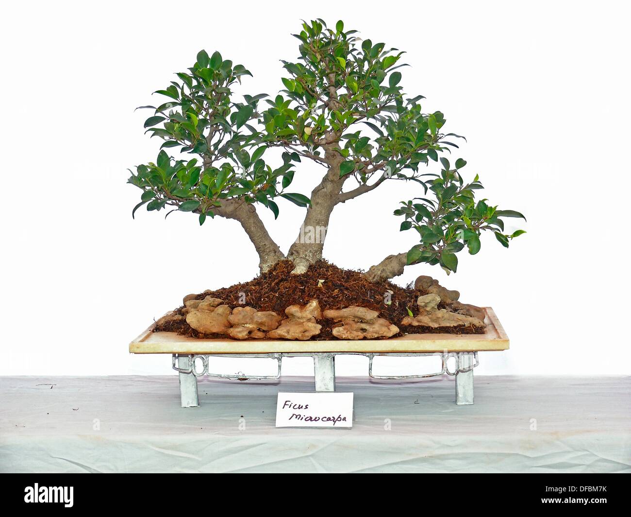 Ficus microcarpa bonsai Stock Photo Alamy