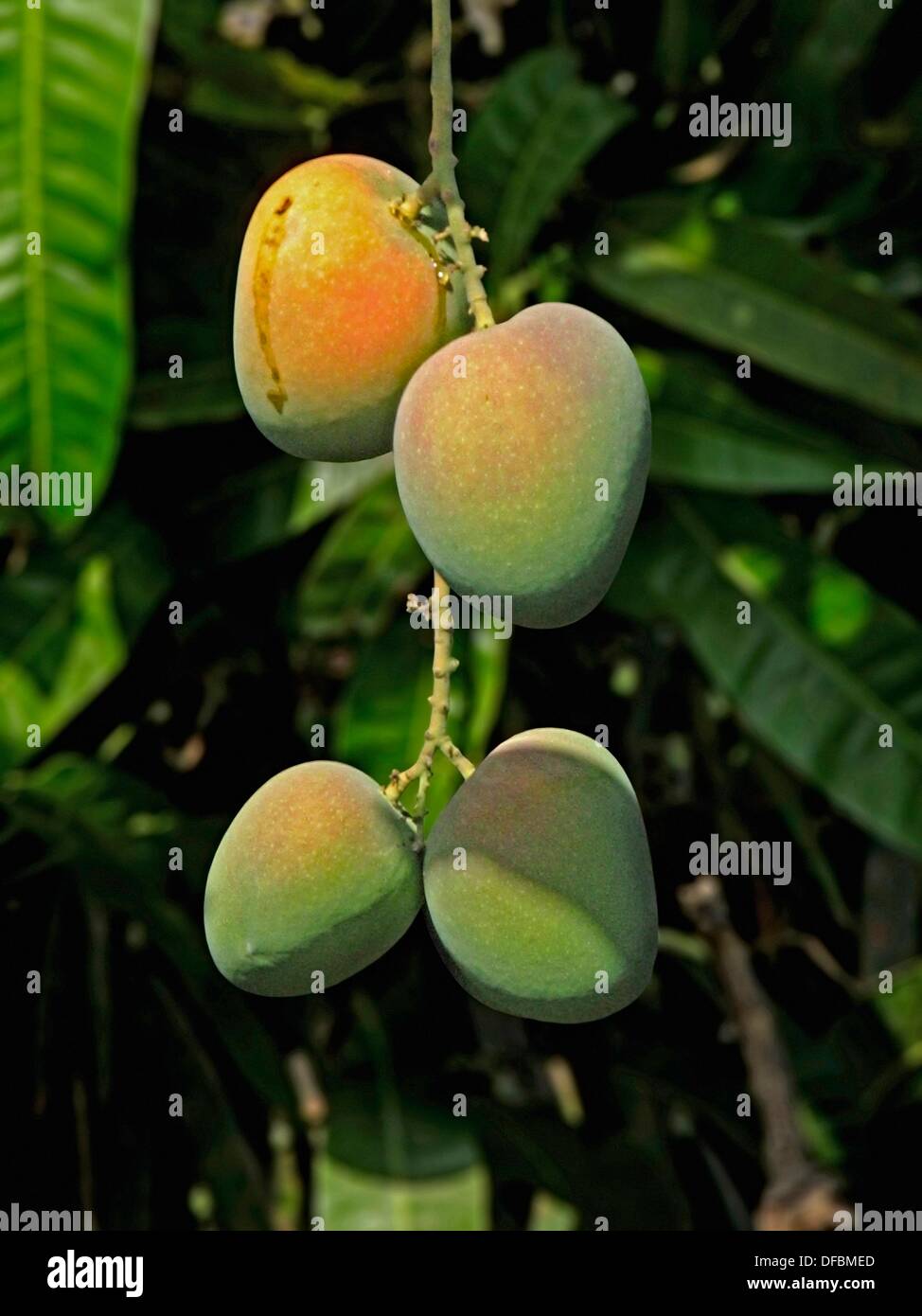 Alphonso mangoes, Mangifera indica L, Anacardiaceae are hanging on a