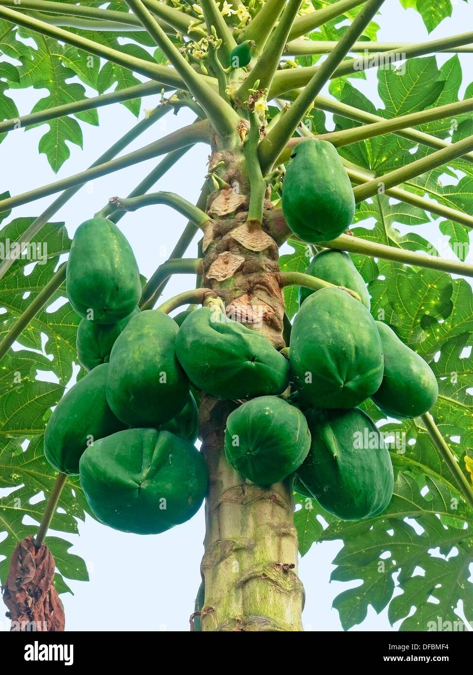 Green Papayas on tree, Carica papaya, Caricaceae, Maharashtra, India