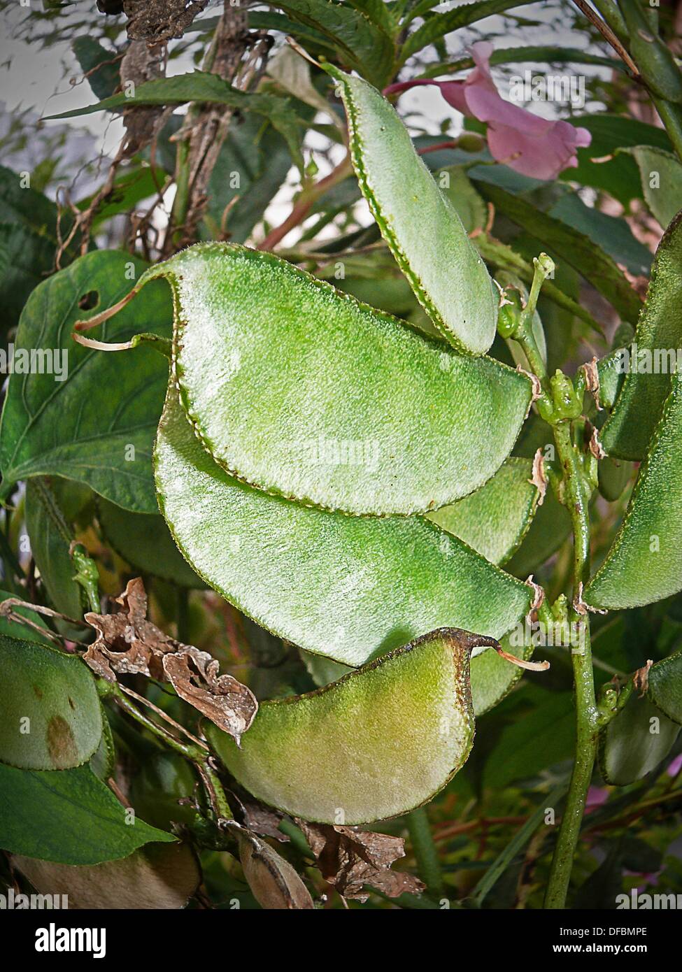 Pods of Lablab purpureus L, Pawata, Papilionaceae, Leguminosae