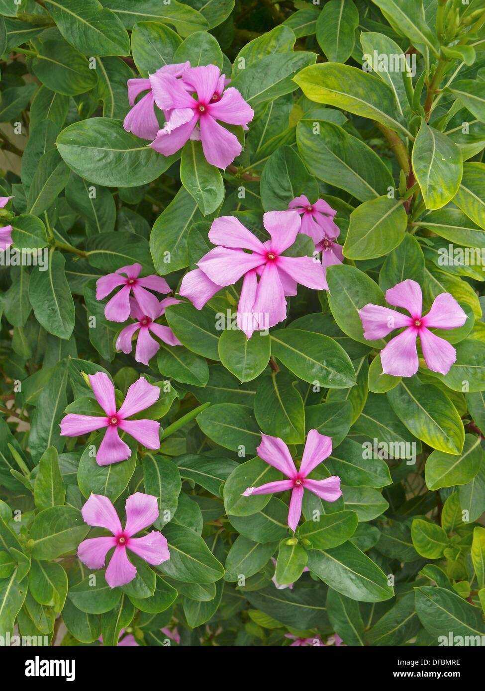 Vinca Plant