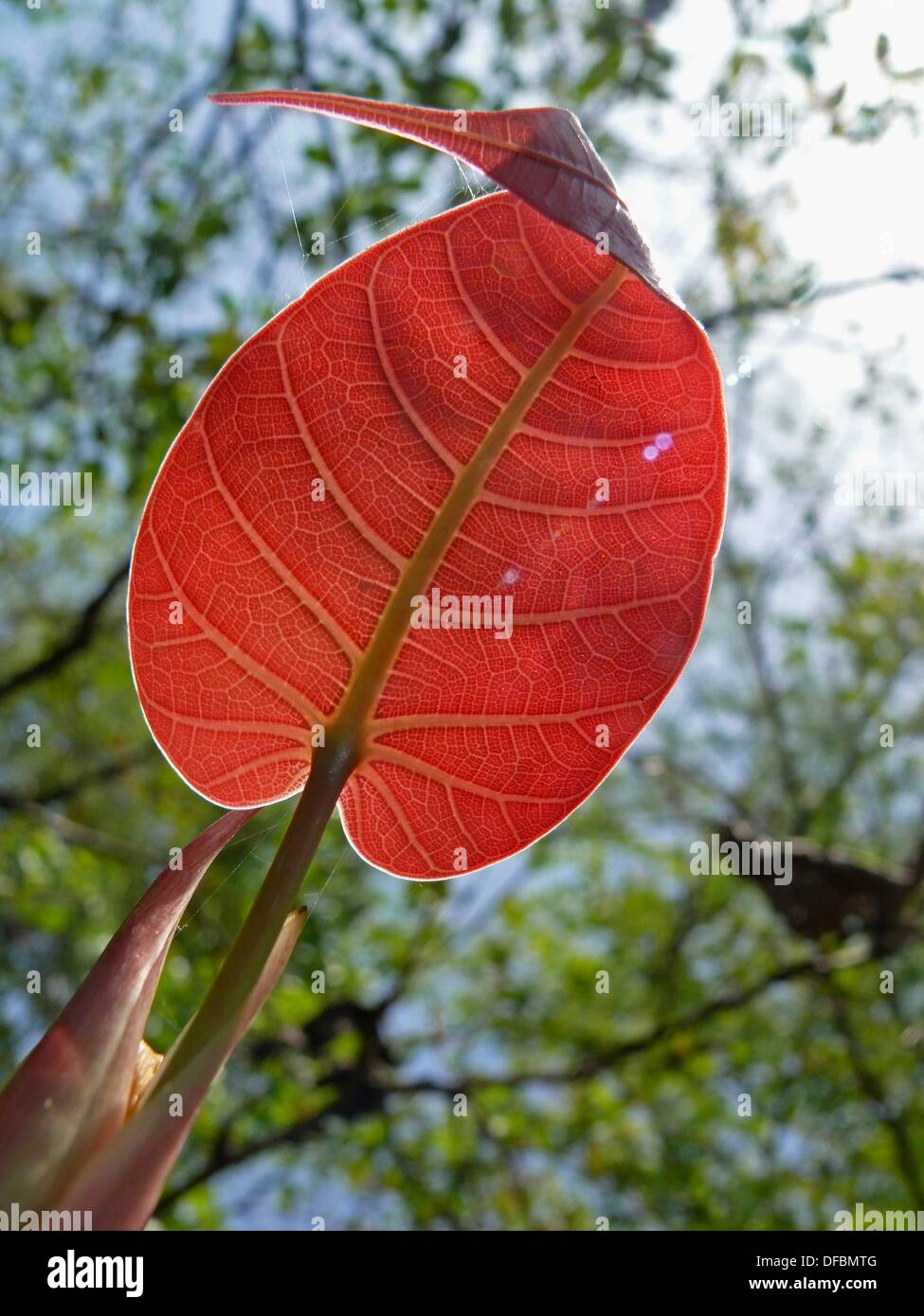 Peepul tree ficus religiosa hi-res stock photography and images - Alamy