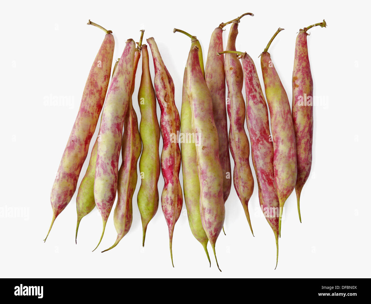 Fava Bean Also known as broad beans, Family Leguminosae, Vicia faba