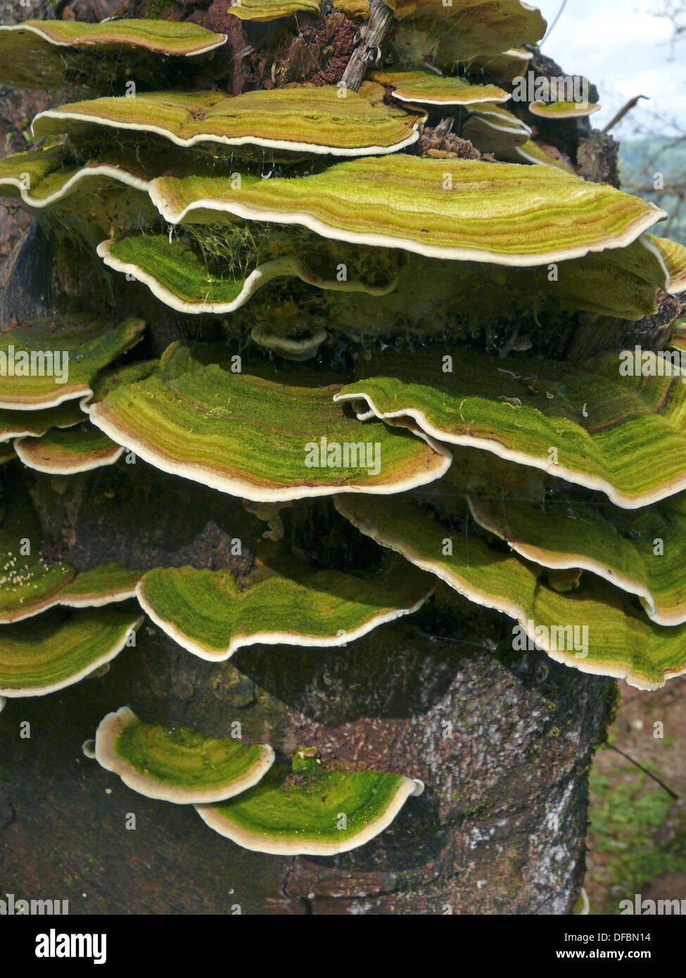 Bracket Fungi Or Shelf Fungi Are Fungi In The Phylum Basidiomycota They Produce Shelf Or Bracket Shaped Fruiting Stock Photo Alamy