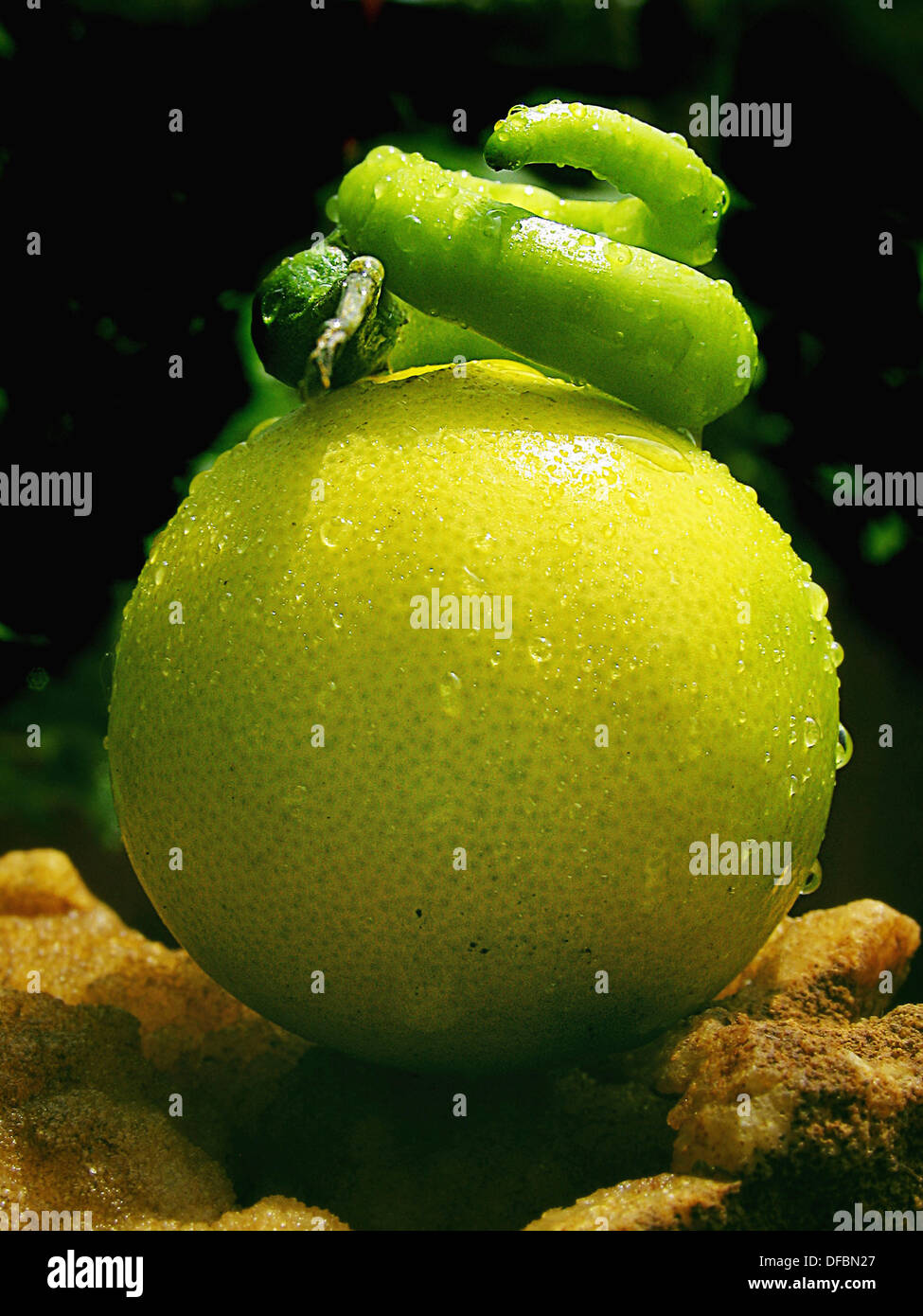 Capsicum annuum Common chili on lemon. Common Name Lemon. Plant Type Broadleaf evergree