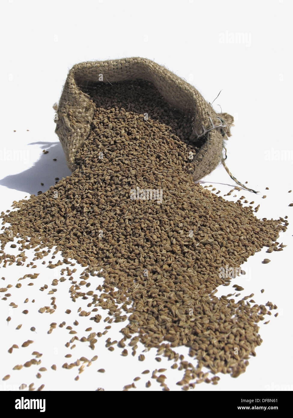 Ajowan, Ajwain Ajowan seeds, Trachyspermum ammi, Pune, Maharashtra