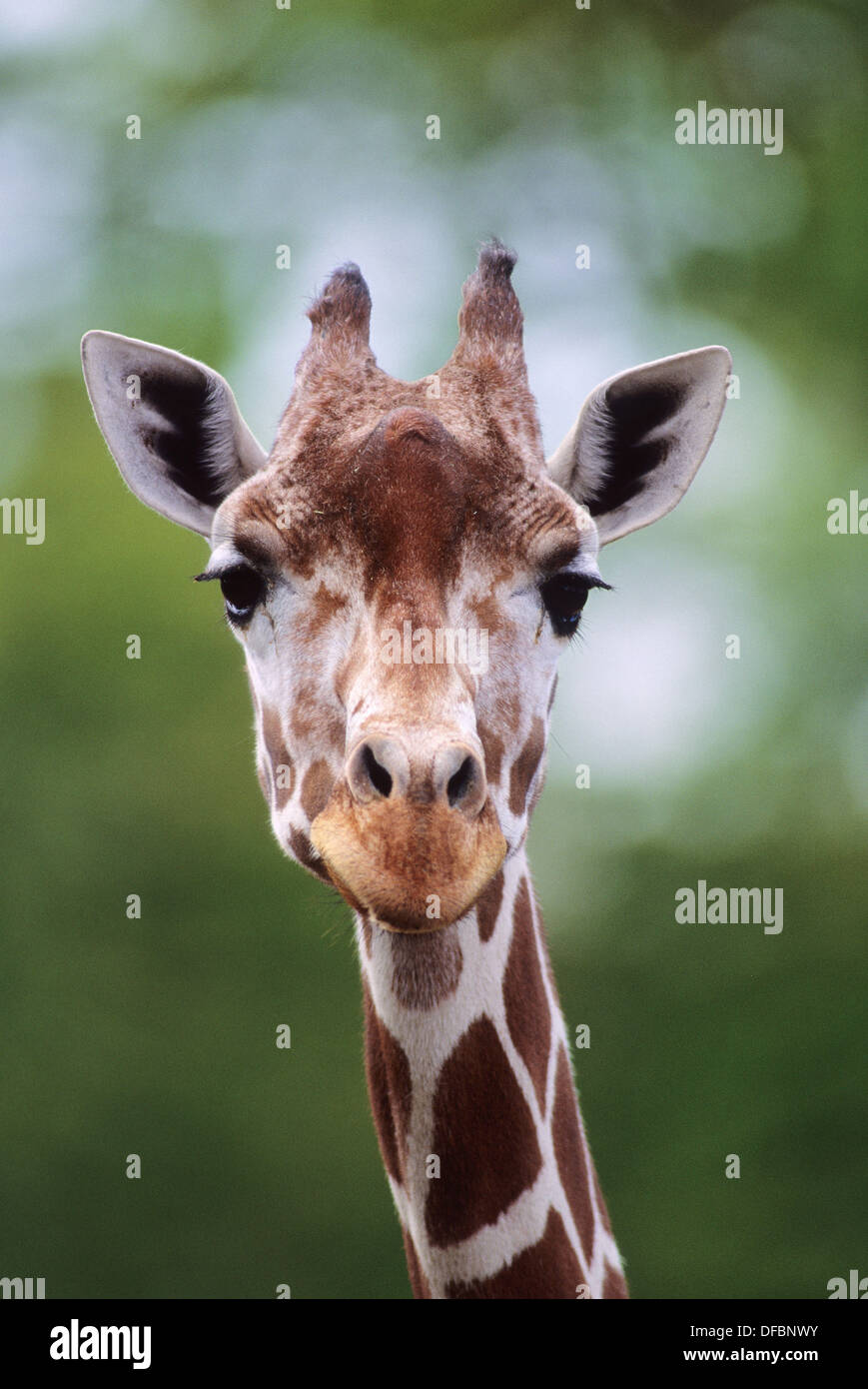 Reticulated Giraffe giraffa camelopardalis reticulata Stock Photo