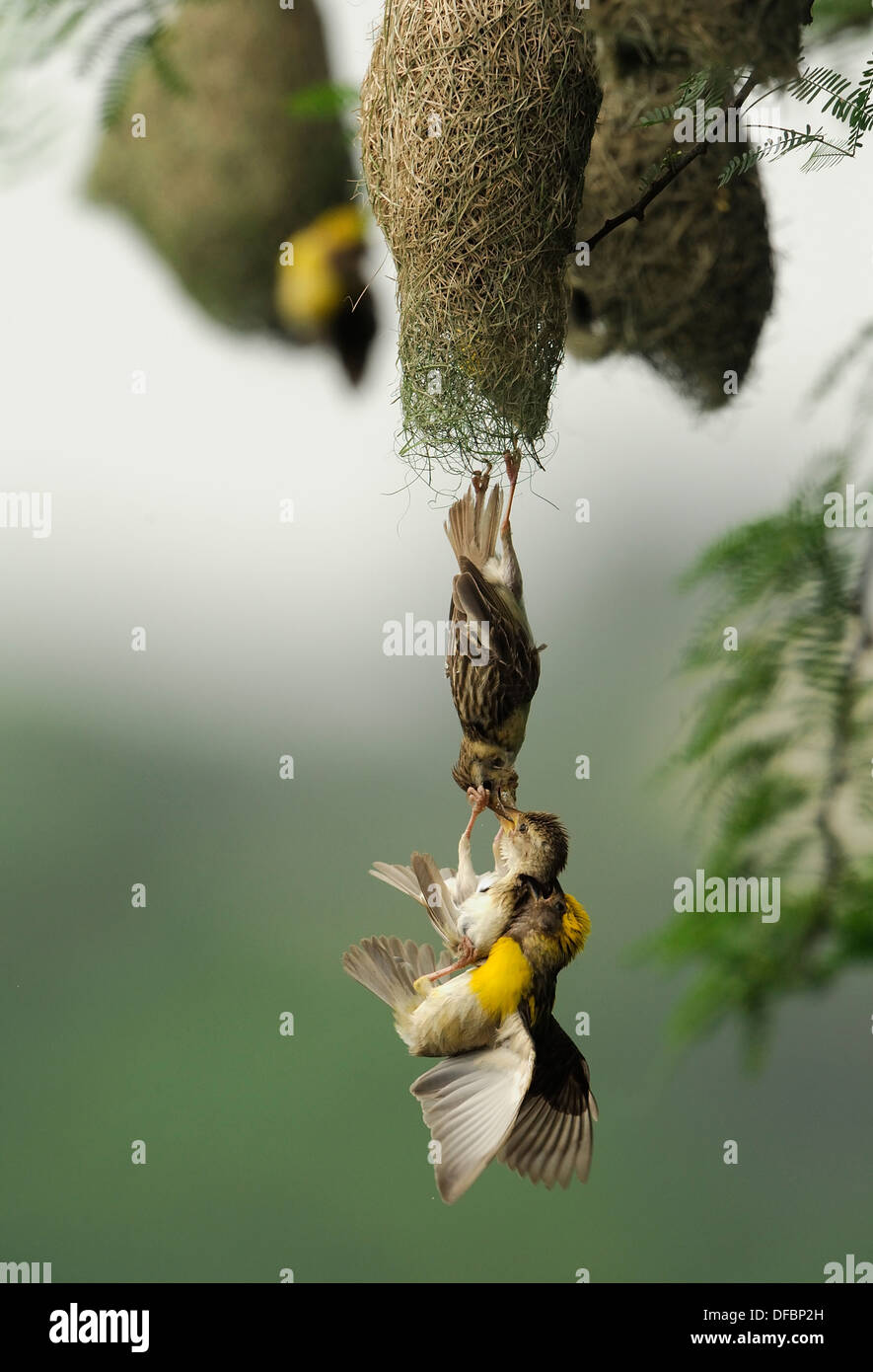 Hanging from a nest hi-res stock photography and images - Alamy