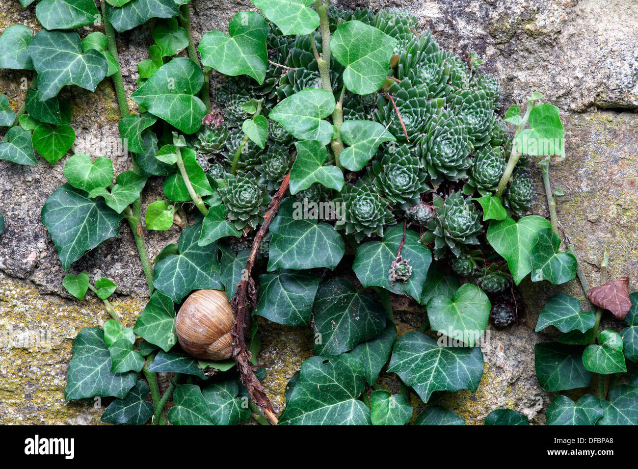 overgrown wall with snail Stock Photo