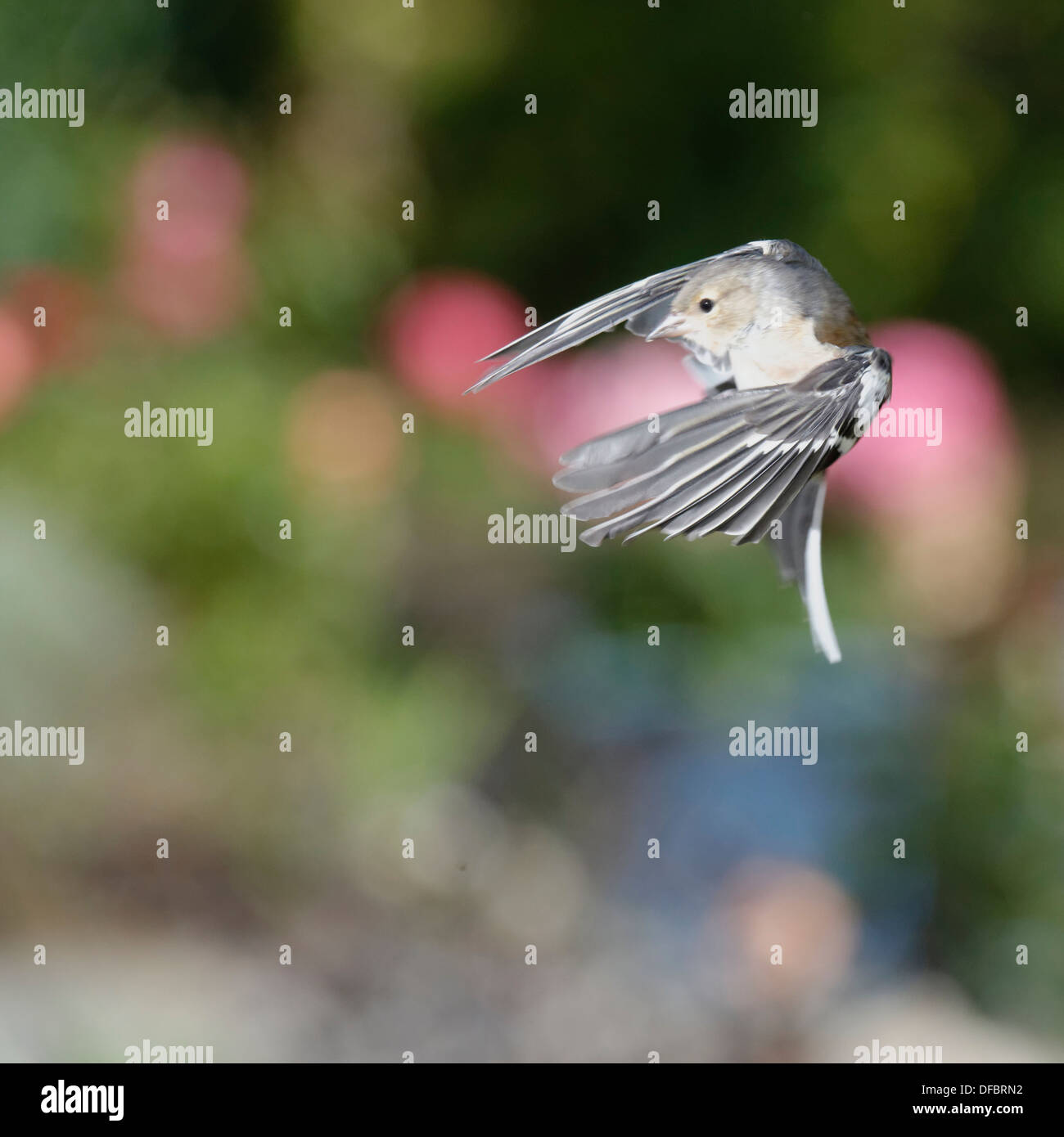 Welsh Garden Birds Tree Sparrow Flying Stock Photo Alamy Welsh Garden Birds Tree Sparrow Flying Stock Photo Alamy
