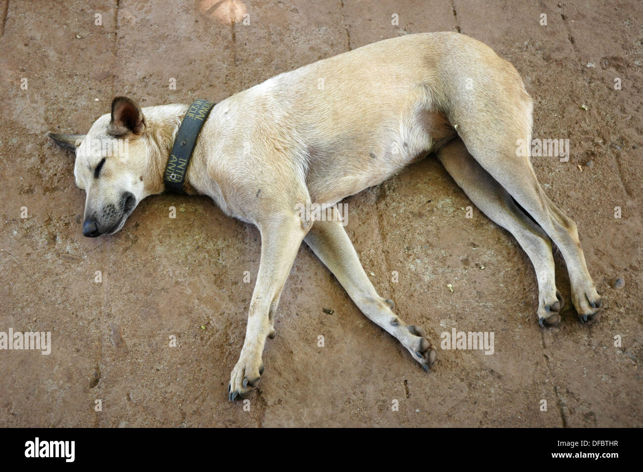 Assagao Goa, India, a recovering dog sleeping at the International Animal  Rescue center Stock Photo - Alamy