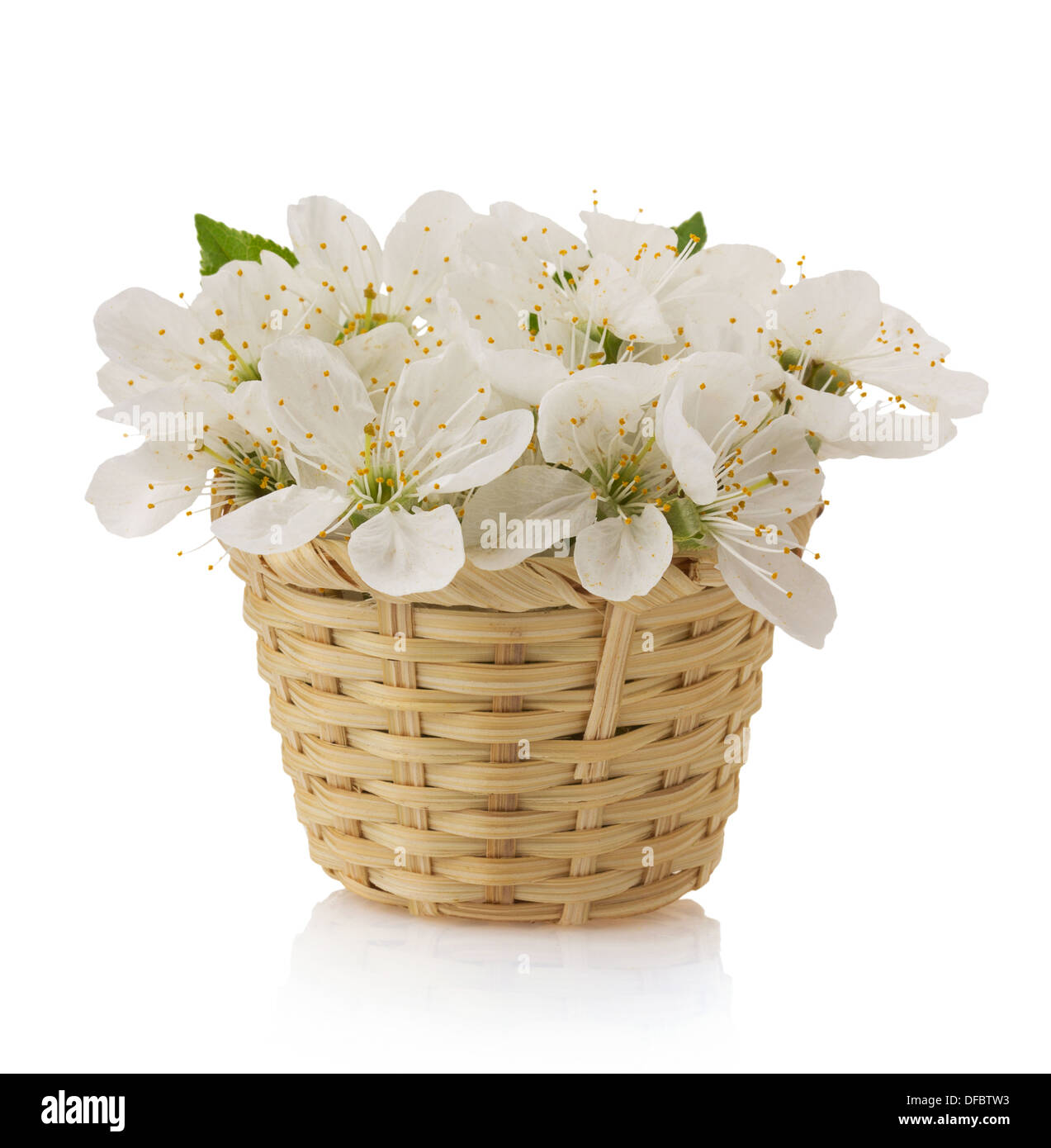 cherry blossom isolated on white background Stock Photo - Alamy