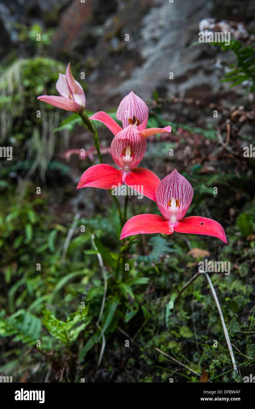 Wild Red Disa Orchid growing on Table Mountain, Cape Town, South Africa Stock Photo