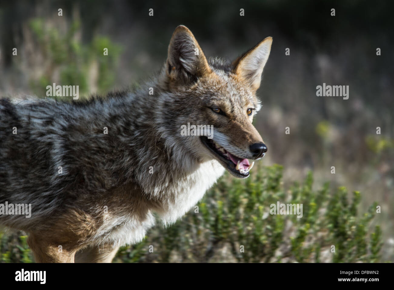 Arizona coyote animal hi-res stock photography and images - Alamy