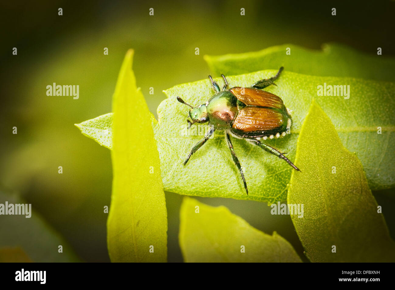 Popillia japonica japanese beetle hi-res stock photography and images ...