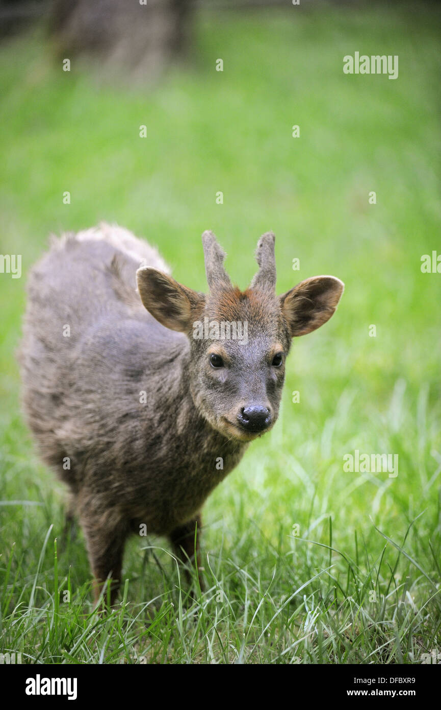 Southern pudu deer (Pudu pudu) captive, IUCN Red list Vulnerable VU